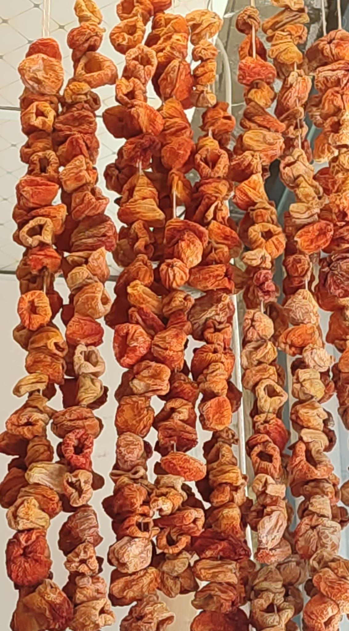 Tatlı Dolmalık biber 